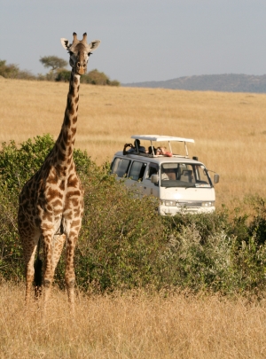 Safari Tours