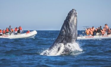 Baja California Whale Watching