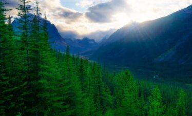 Colorado Rockies Forests