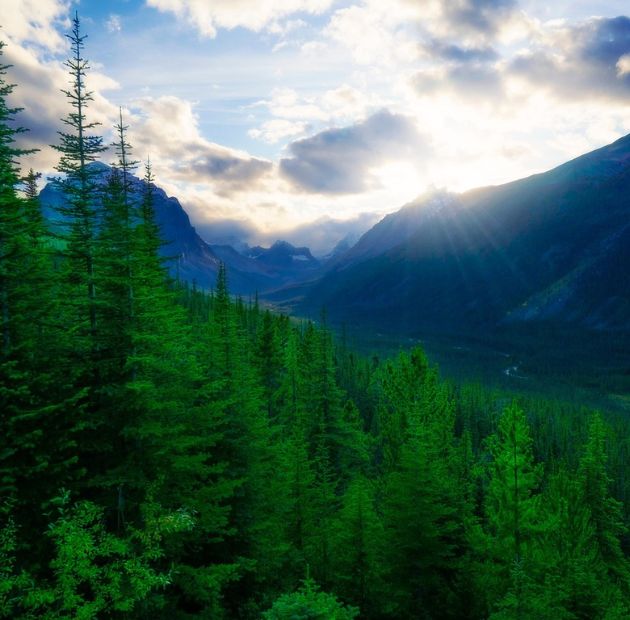 Colorado Rockies Forests